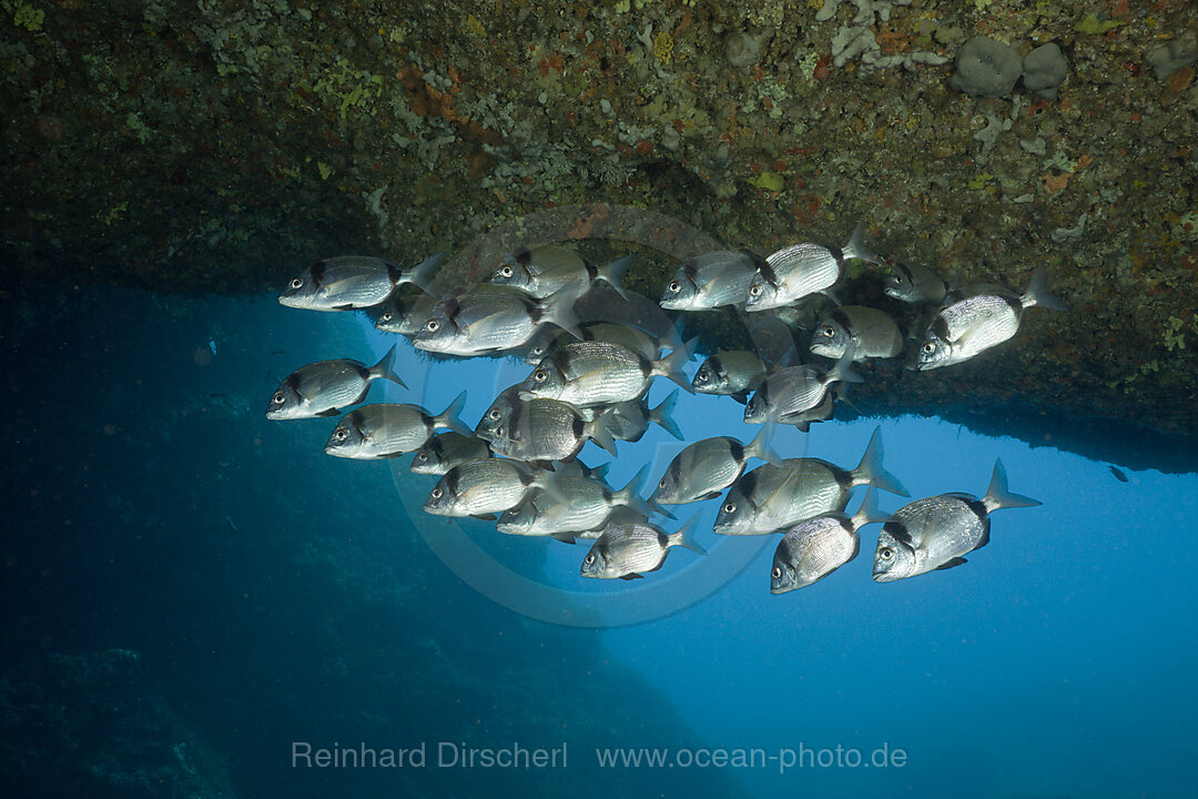Two-banded Breams inside Cave