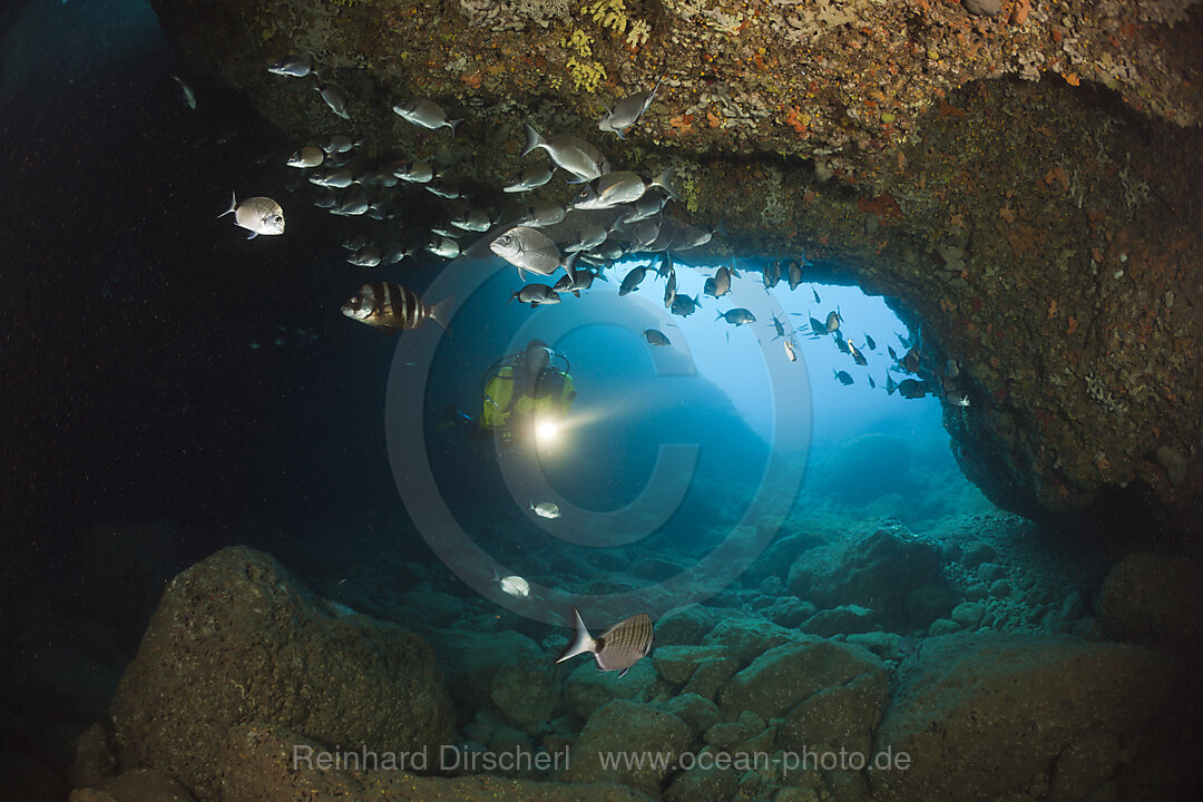 Taucher und Meerbrassen in Hoehle, Diplodus vulgaris, Dofi Nord, Medes Inseln, Costa Brava, Mittelmeer, Spanien