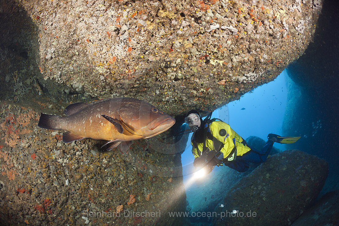 Scuba Diver and Dusky Grouper in Cave