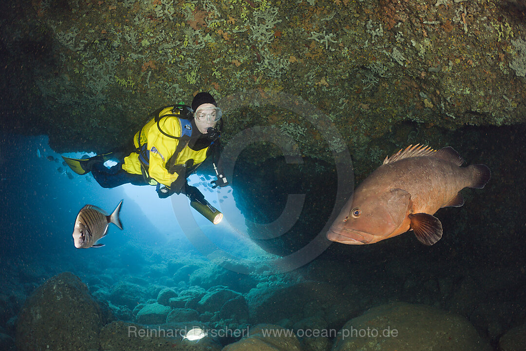 Scuba Diver and Dusky Grouper in Cave