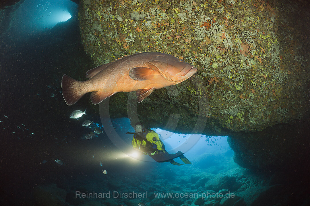 Taucher und Brauner Zackenbarsch in Hoehle, Epinephelus marginatus, Dofi Nord, Medes Inseln, Costa Brava, Mittelmeer, Spanien