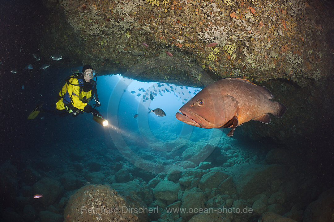 Taucher und Brauner Zackenbarsch in Hoehle, Epinephelus marginatus, Dofi Nord, Medes Inseln, Costa Brava, Mittelmeer, Spanien