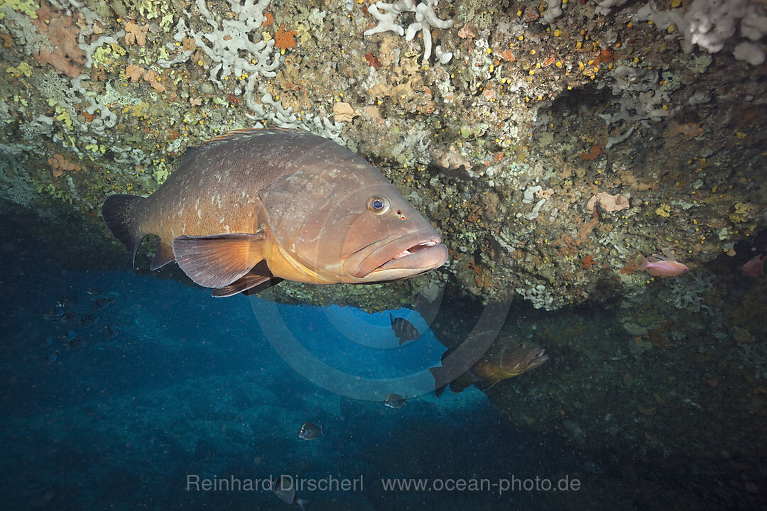 Brauner Zackenbarsch in Hoehle, Epinephelus marginatus, Dofi Nord, Medes Inseln, Costa Brava, Mittelmeer, Spanien