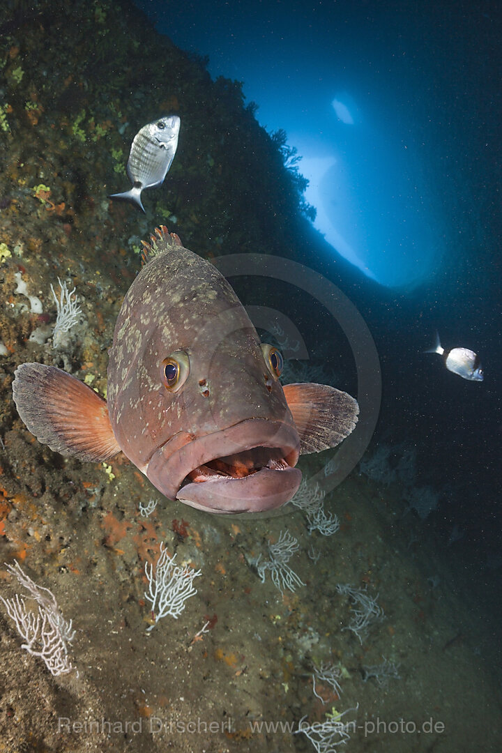 Brauner Zackenbarsch in Hoehle, Epinephelus marginatus, Dofi Nord, Medes Inseln, Costa Brava, Mittelmeer, Spanien