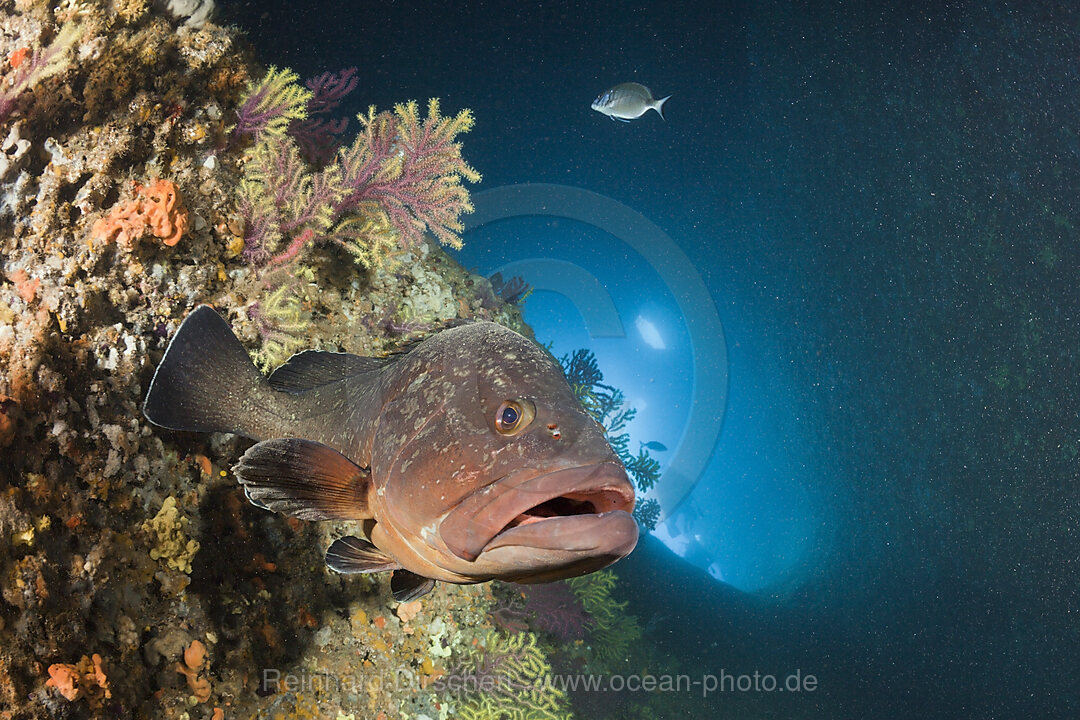 Brauner Zackenbarsch in Hoehle, Epinephelus marginatus, Dofi Nord, Medes Inseln, Costa Brava, Mittelmeer, Spanien