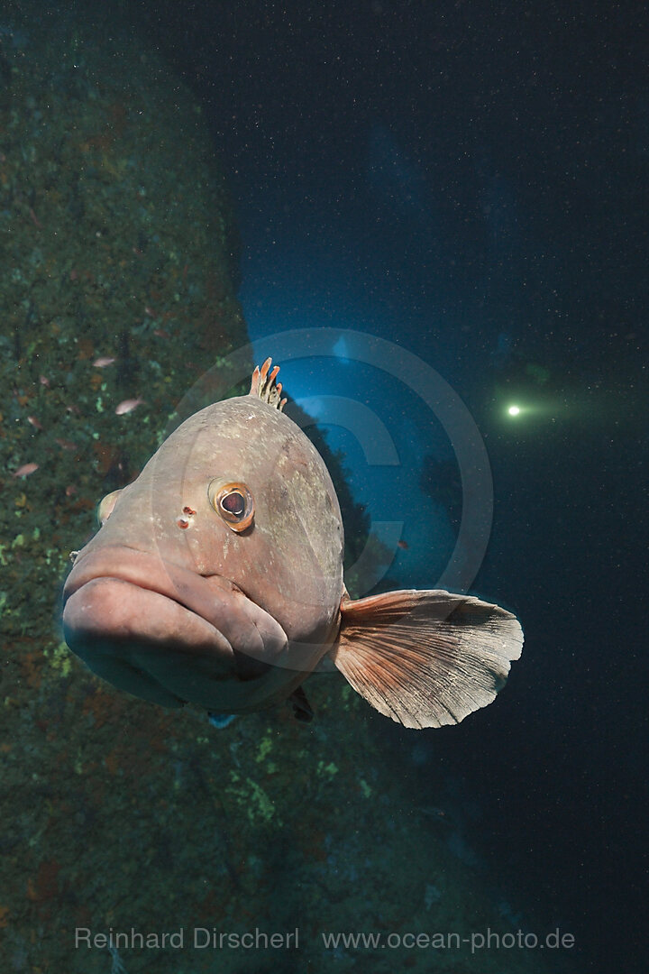 Brauner Zackenbarsch in Hoehle, Epinephelus marginatus, Dofi Nord, Medes Inseln, Costa Brava, Mittelmeer, Spanien