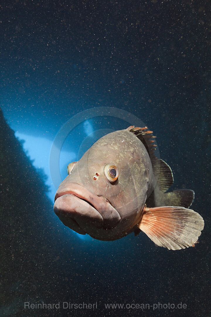 Brauner Zackenbarsch in Hoehle, Epinephelus marginatus, Dofi Nord, Medes Inseln, Costa Brava, Mittelmeer, Spanien