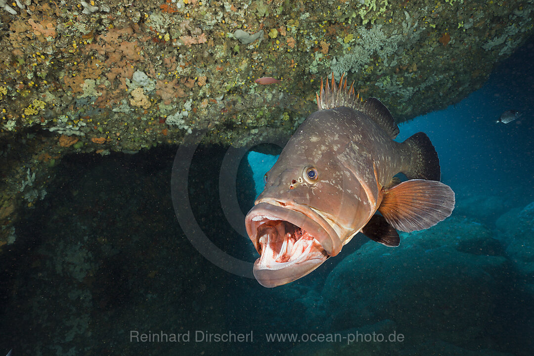 Brauner Zackenbarsch oeffnet Maul, Epinephelus marginatus, Dofi Nord, Medes Inseln, Costa Brava, Mittelmeer, Spanien