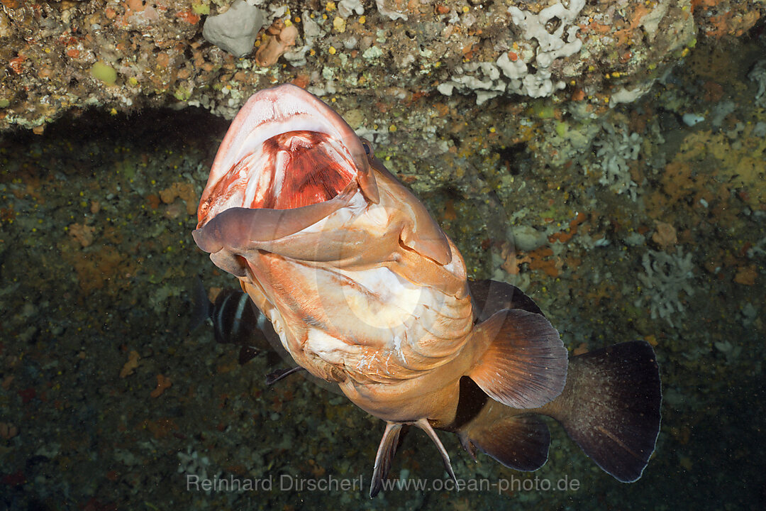 Brauner Zackenbarsch oeffnet Maul, Epinephelus marginatus, Dofi Nord, Medes Inseln, Costa Brava, Mittelmeer, Spanien