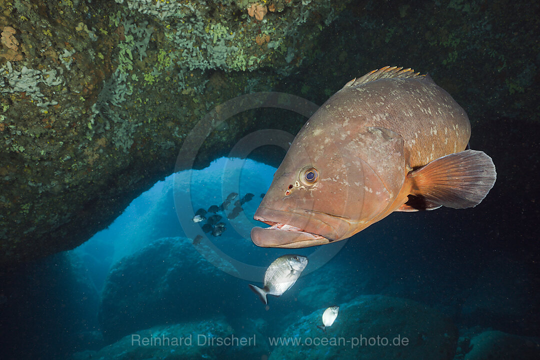 Brauner Zackenbarsch in Hoehle, Epinephelus marginatus, Dofi Nord, Medes Inseln, Costa Brava, Mittelmeer, Spanien