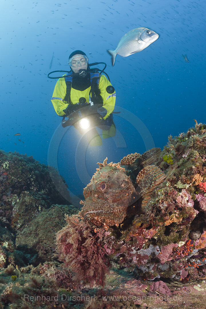 Taucher und Grosser Drachenkopf, Scorpaena scrofa, Les Ferranelles, Medes Inseln, Costa Brava, Mittelmeer, Spanien