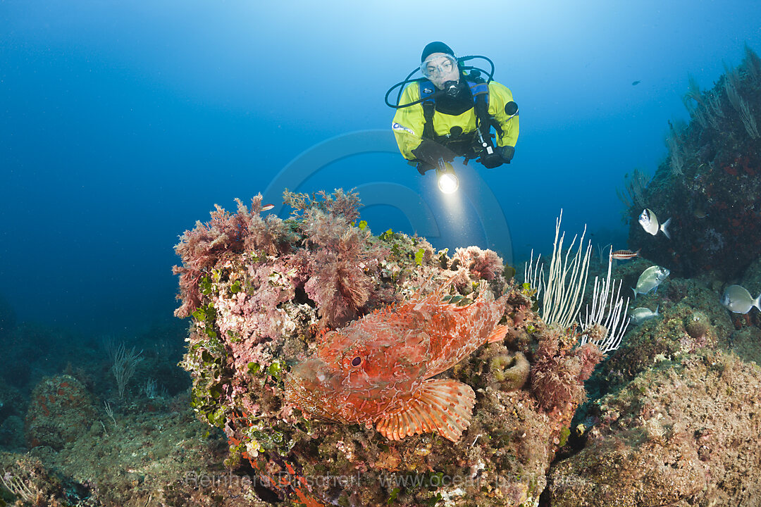 Taucher und Grosser Drachenkopf, Scorpaena scrofa, Les Ferranelles, Medes Inseln, Costa Brava, Mittelmeer, Spanien