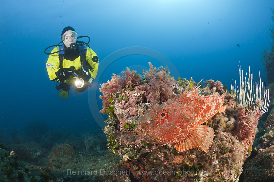 Grosser Drachenkopf und Taucher, Scorpaena scrofa, Les Ferranelles, Medes Inseln, Costa Brava, Mittelmeer, Spanien