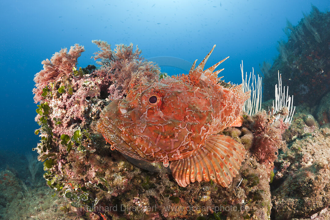 Grosser Drachenkopf, Scorpaena scrofa, Les Ferranelles, Medes Inseln, Costa Brava, Mittelmeer, Spanien