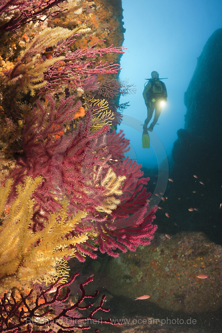 Scuba Divng at Medes Islands