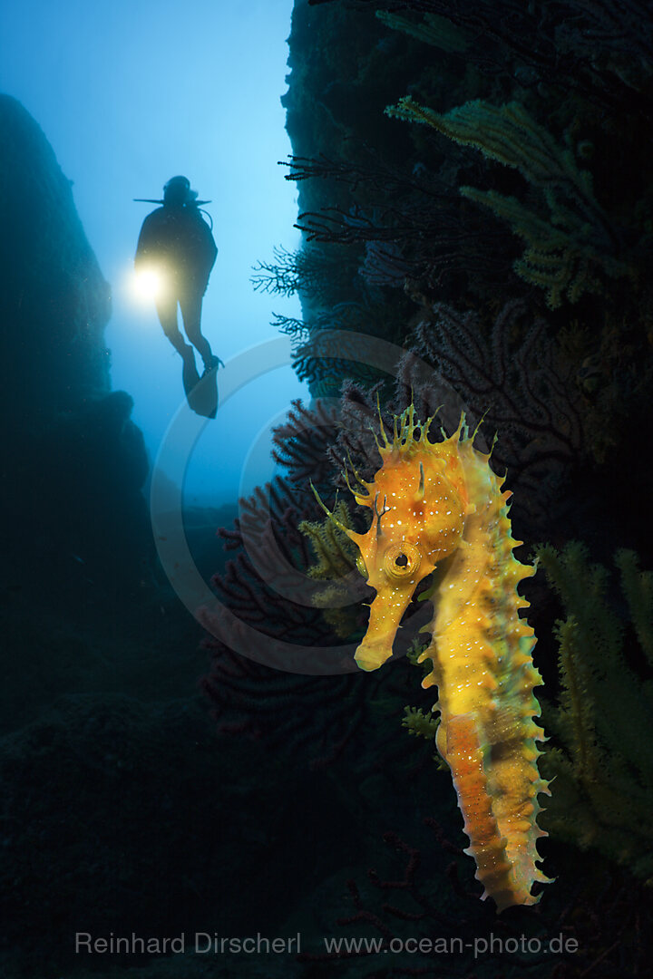 Tauchen mit Seepferdchen an den Medes Inseln, Hippocampus ramulosus, Carall Bernat, Costa Brava, Mittelmeer, Spanien