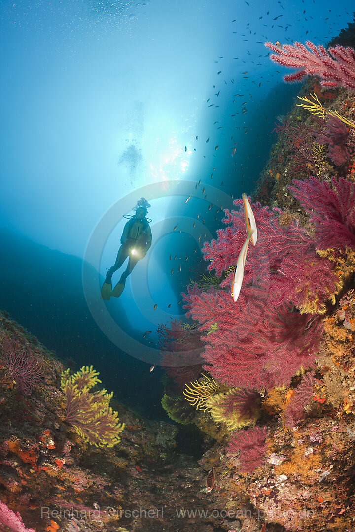 Scuba Divng at Medes Islands