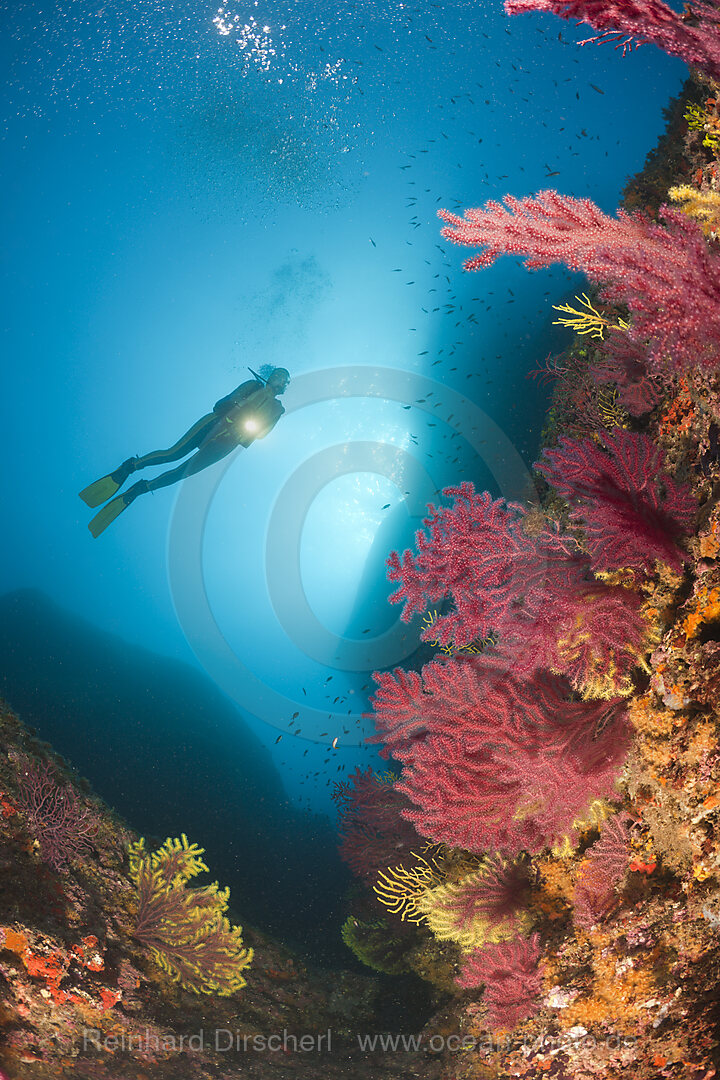 Tauchen an den Medes Inseln, Carall Bernat, Costa Brava, Mittelmeer, Spanien