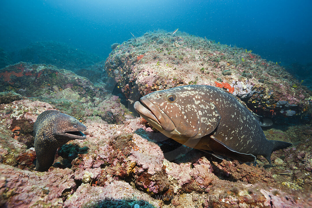 Mediterranean Moray an Dusky Grouper, Muraena helena, Epinephelus marginatus, Les Ferranelles, Medes Islands, Costa Brava, Mediterranean Sea, Spain