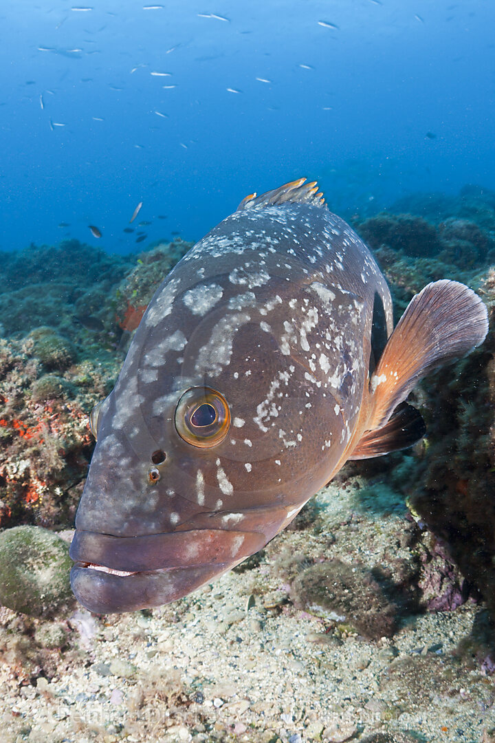 Brauner Zackenbarsch, Epinephelus marginatus, Les Ferranelles, Medes Inseln, Costa Brava, Mittelmeer, Spanien