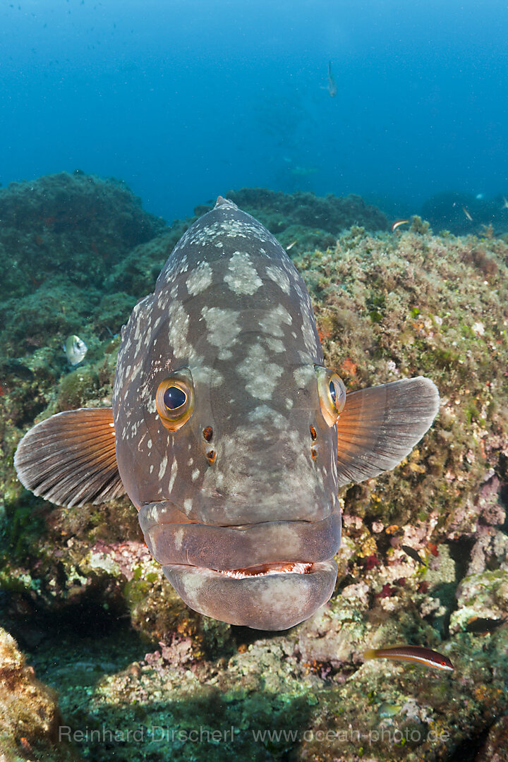 Brauner Zackenbarsch, Epinephelus marginatus, Les Ferranelles, Medes Inseln, Costa Brava, Mittelmeer, Spanien