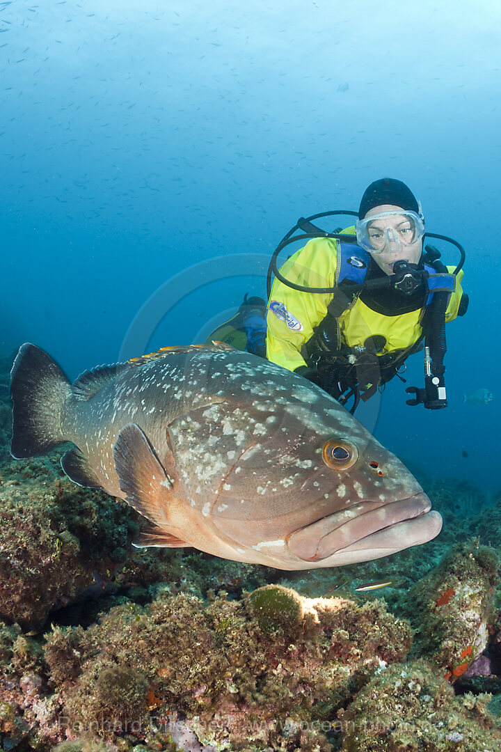 Brauner Zackenbarsch und Taucher, Epinephelus marginatus, Les Ferranelles, Medes Inseln, Costa Brava, Mittelmeer, Spanien