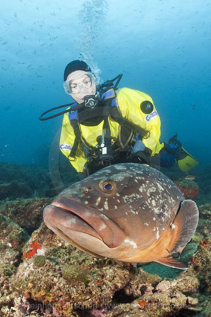 Taucher und Brauner Zackenbarsch, Epinephelus marginatus, Les Ferranelles, Medes Inseln, Costa Brava, Mittelmeer, Spanien