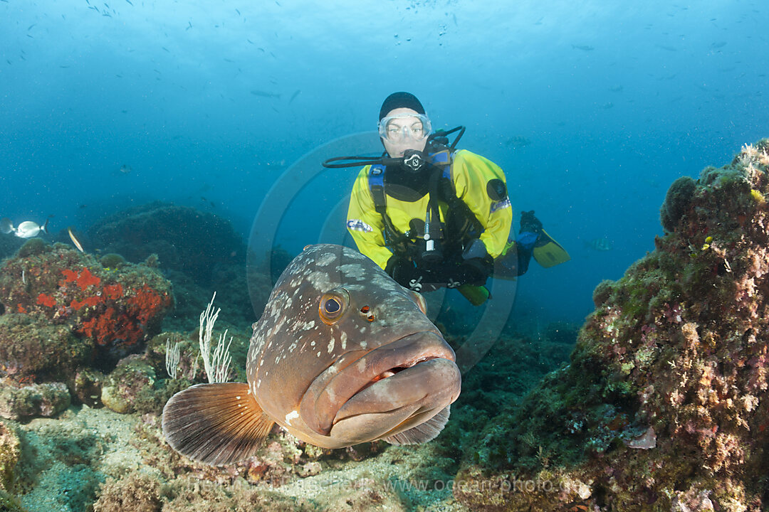 Taucher und Brauner Zackenbarsch, Epinephelus marginatus, Les Ferranelles, Medes Inseln, Costa Brava, Mittelmeer, Spanien