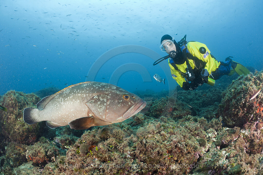 Brauner Zackenbarsch und Taucher, Epinephelus marginatus, Carall Bernat, Medes Inseln, Costa Brava, Mittelmeer, Spanien