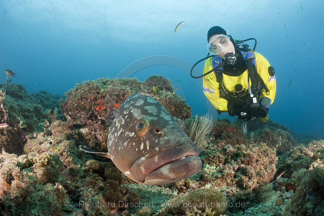 Taucher und Brauner Zackenbarsch, Epinephelus marginatus, Carall Bernat, Medes Inseln, Costa Brava, Mittelmeer, Spanien