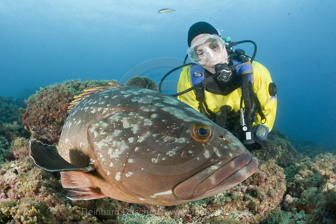 Dusky Grouper and Scuba Diver