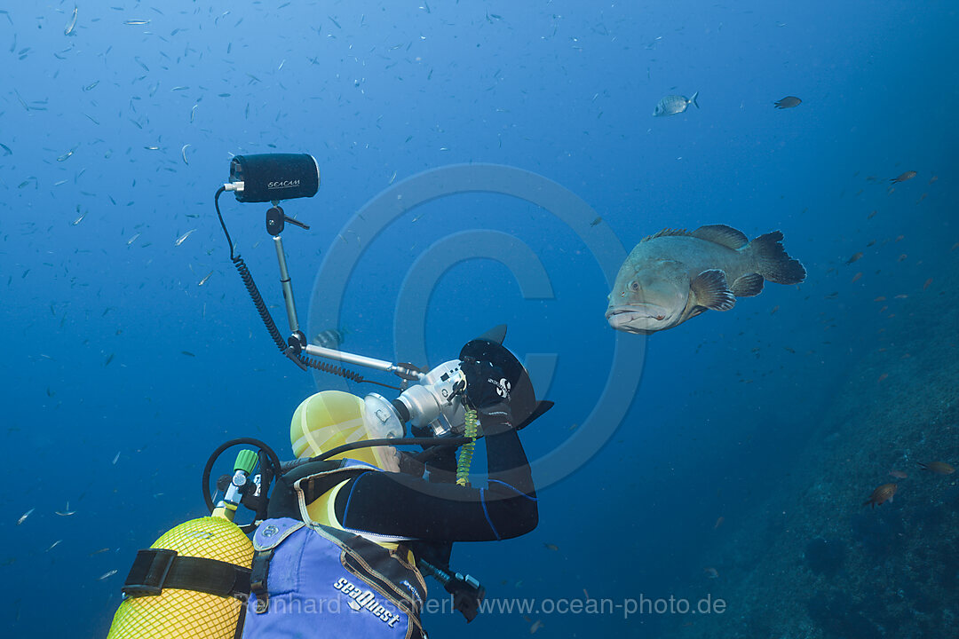 Taucher fotografiert Braunen Zackenbarsch, Epinephelus marginatus, Carall Bernat, Medes Inseln, Costa Brava, Mittelmeer, Spanien