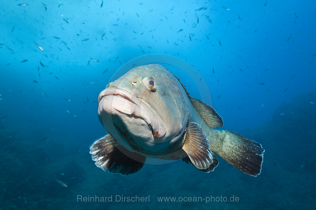 Brauner Zackenbarsch, Epinephelus marginatus, Carall Bernat, Medes Inseln, Costa Brava, Mittelmeer, Spanien