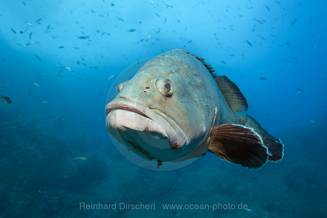 Brauner Zackenbarsch, Epinephelus marginatus, Carall Bernat, Medes Inseln, Costa Brava, Mittelmeer, Spanien