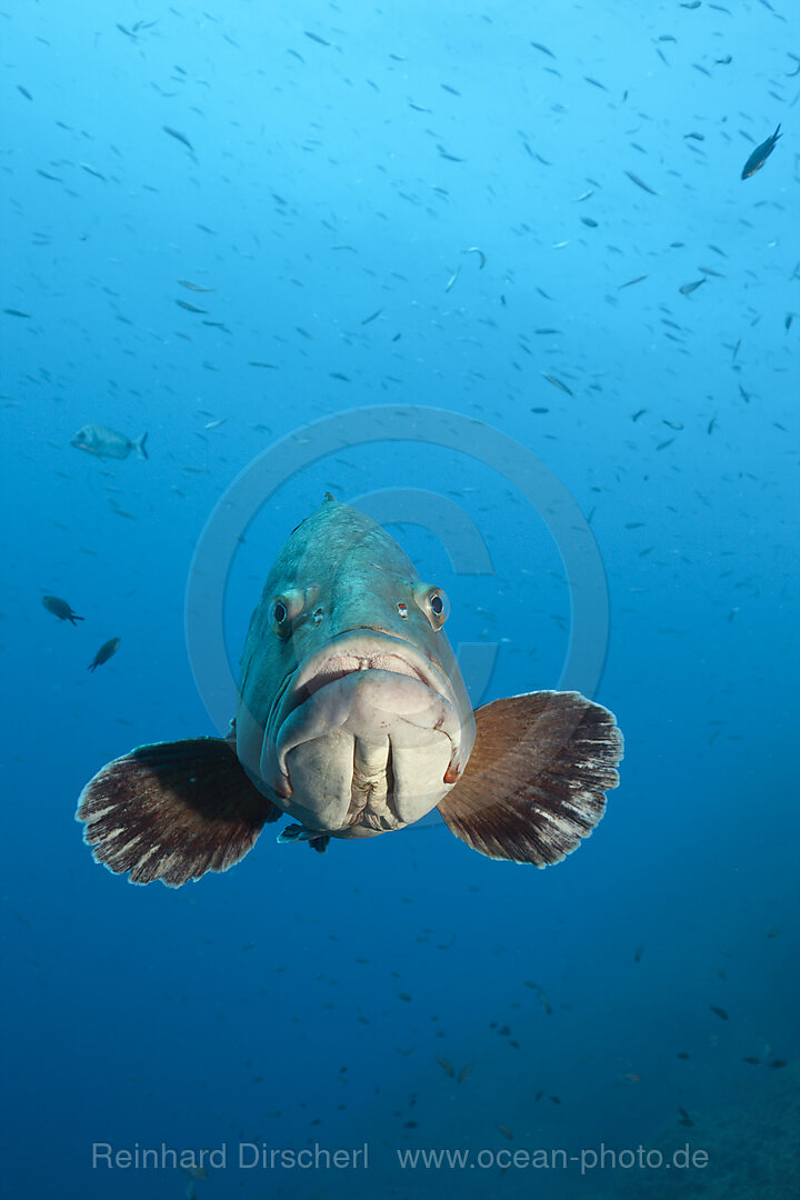 Brauner Zackenbarsch, Epinephelus marginatus, Carall Bernat, Medes Inseln, Costa Brava, Mittelmeer, Spanien