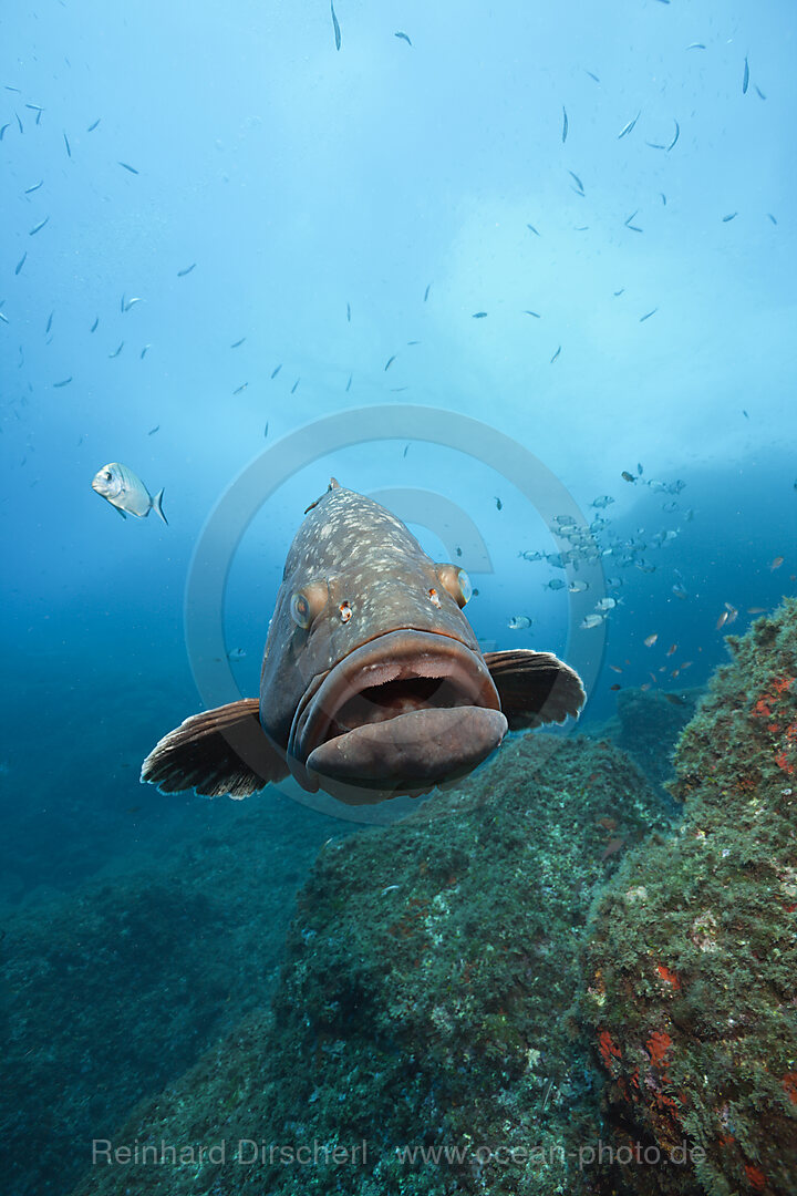 Brauner Zackenbarsch, Epinephelus marginatus, Carall Bernat, Medes Inseln, Costa Brava, Mittelmeer, Spanien