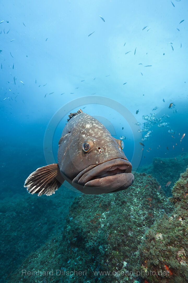 Brauner Zackenbarsch, Epinephelus marginatus, Carall Bernat, Medes Inseln, Costa Brava, Mittelmeer, Spanien