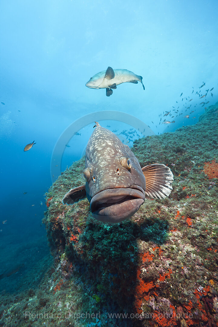 Brauner Zackenbarsch, Epinephelus marginatus, Carall Bernat, Medes Inseln, Costa Brava, Mittelmeer, Spanien