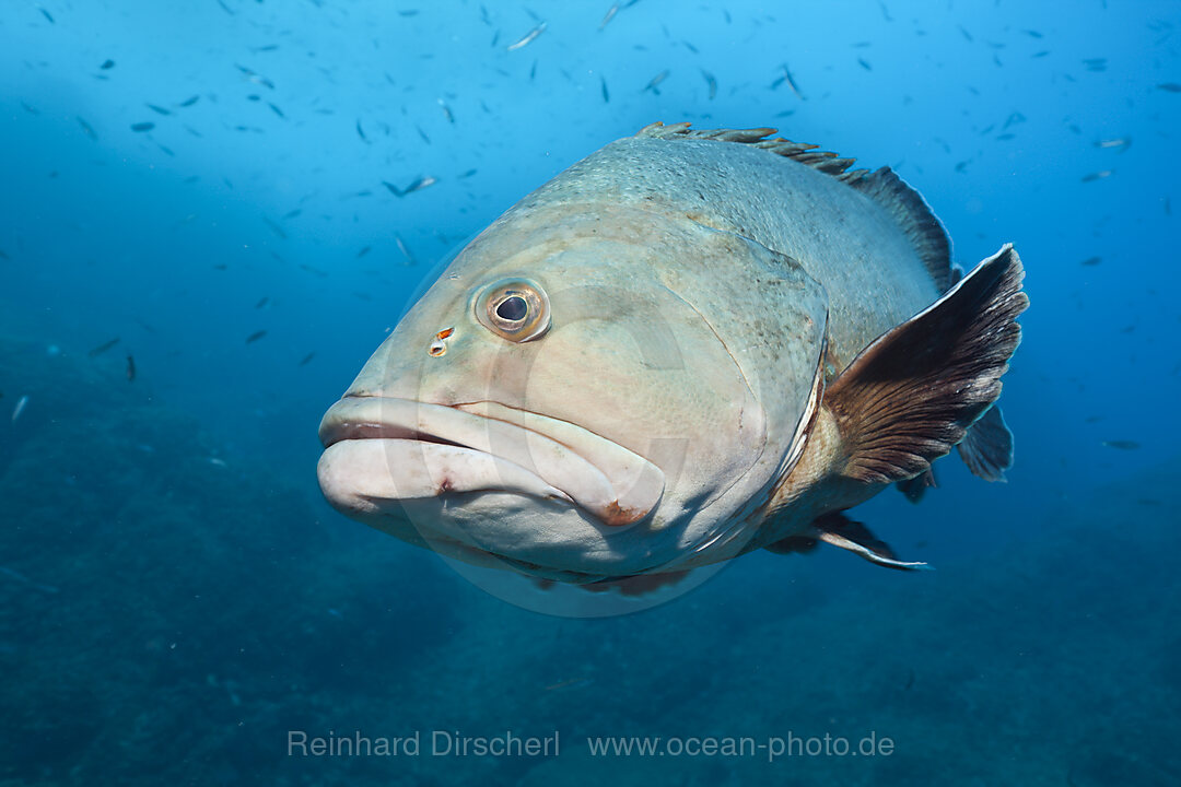 Brauner Zackenbarsch, Epinephelus marginatus, Carall Bernat, Medes Inseln, Costa Brava, Mittelmeer, Spanien