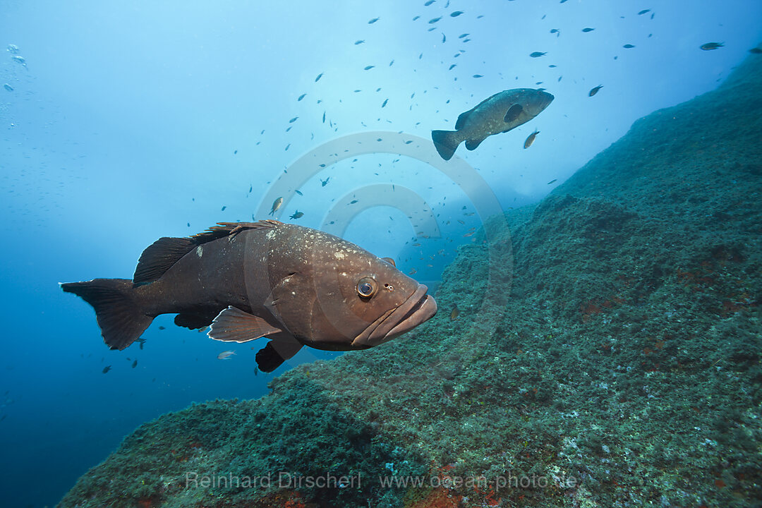 Dusky Grouper