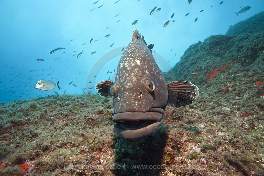 Brauner Zackenbarsch, Epinephelus marginatus, Carall Bernat, Medes Inseln, Costa Brava, Mittelmeer, Spanien