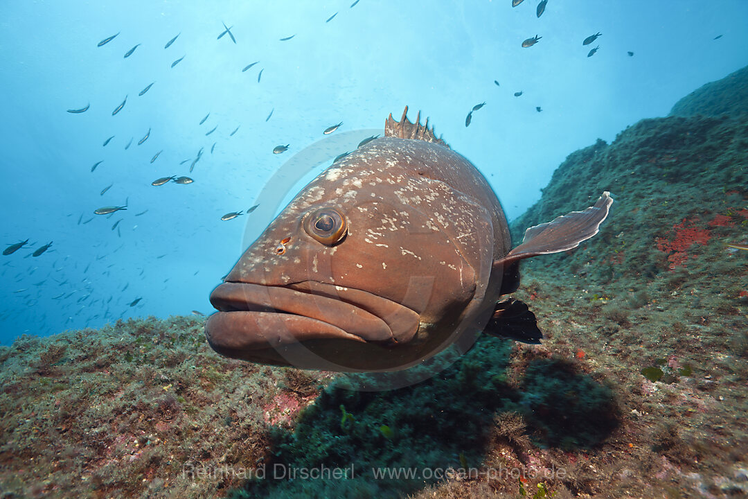 Brauner Zackenbarsch, Epinephelus marginatus, Carall Bernat, Medes Inseln, Costa Brava, Mittelmeer, Spanien