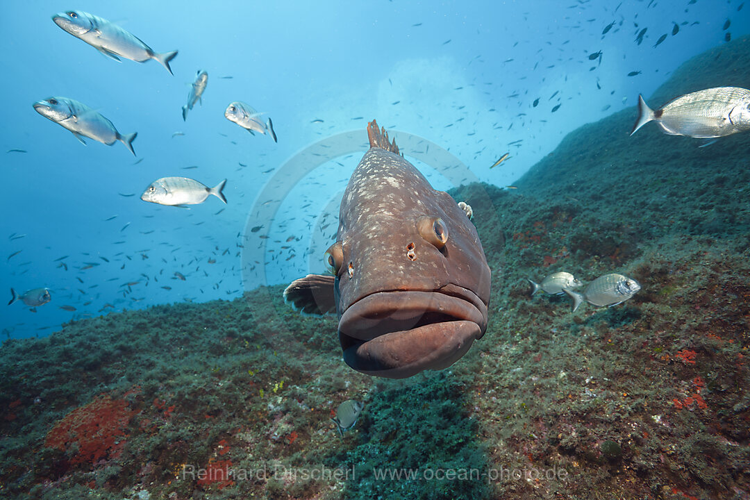 Brauner Zackenbarsch, Epinephelus marginatus, Carall Bernat, Medes Inseln, Costa Brava, Mittelmeer, Spanien