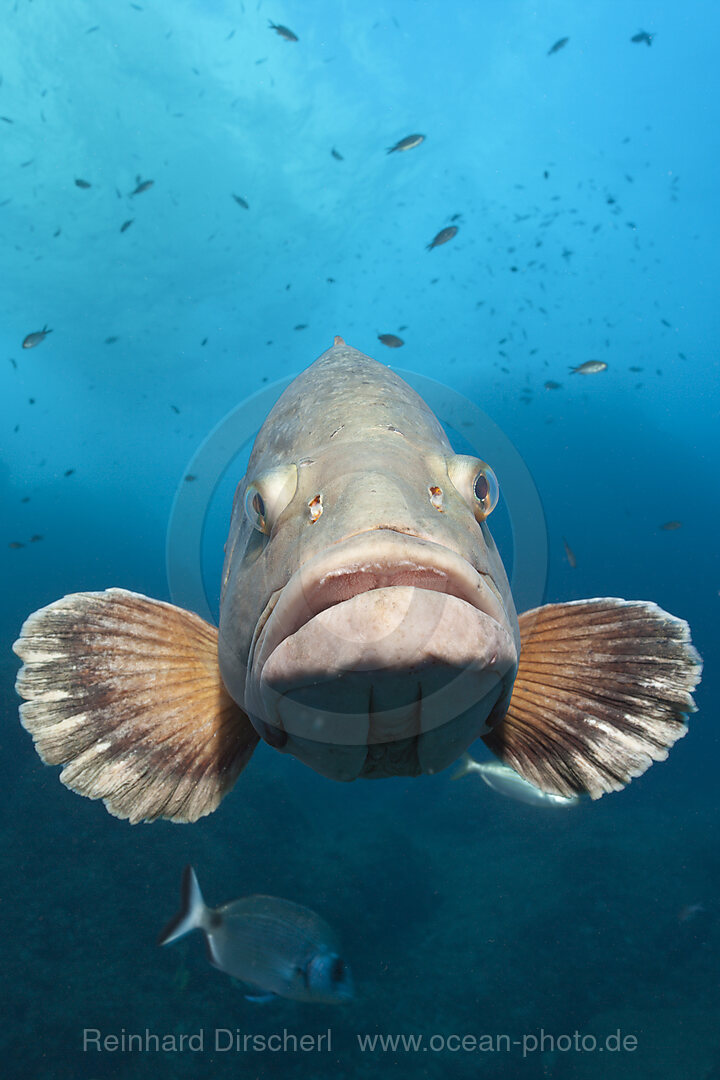 Brauner Zackenbarsch, Epinephelus marginatus, Carall Bernat, Medes Inseln, Costa Brava, Mittelmeer, Spanien