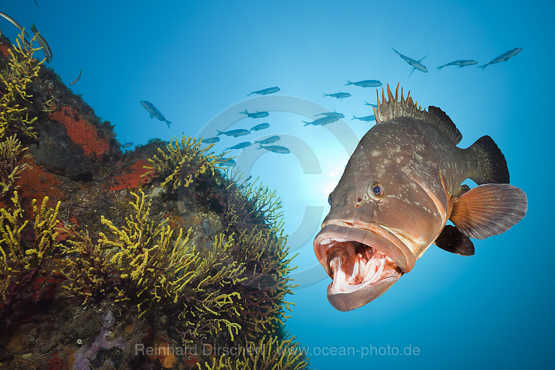 Dusky Grouper