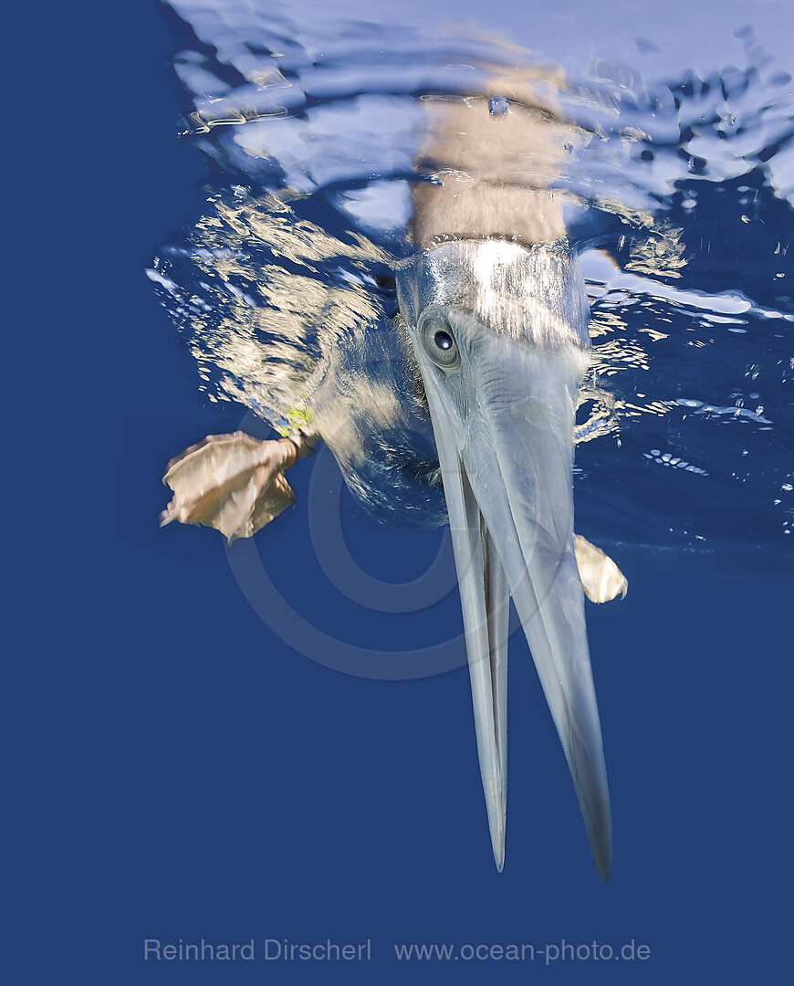 Brown Booby on Water Surface, Sula leucogaster, Bikini Atoll, Micronesia, Marshall Islands