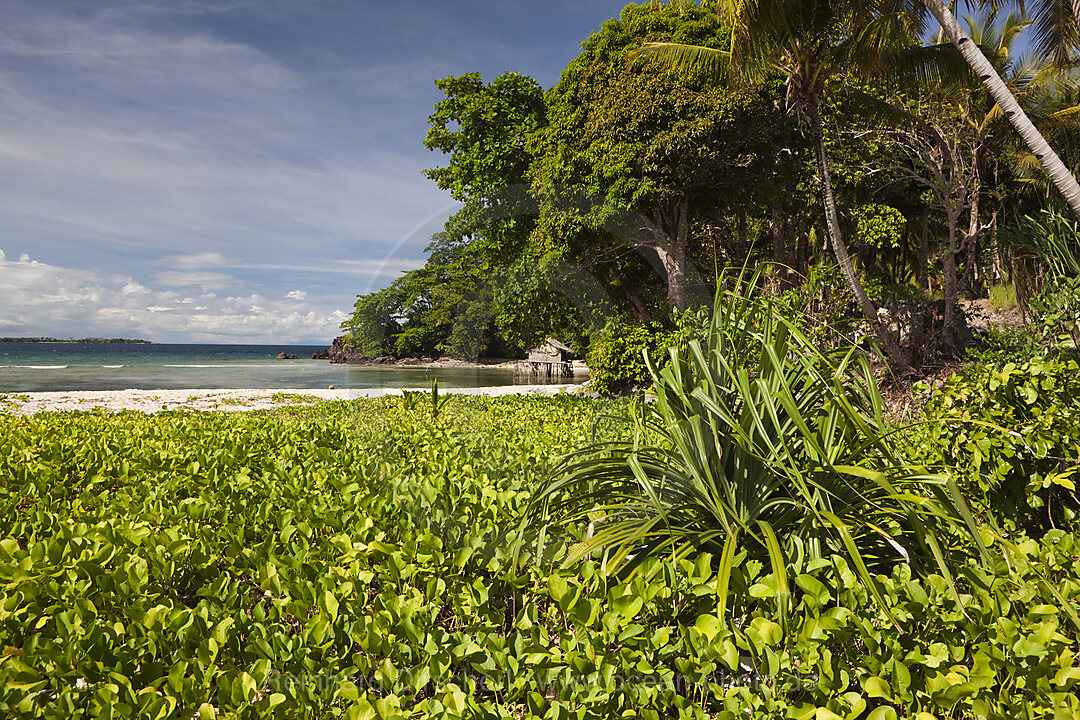 Island near Sorong