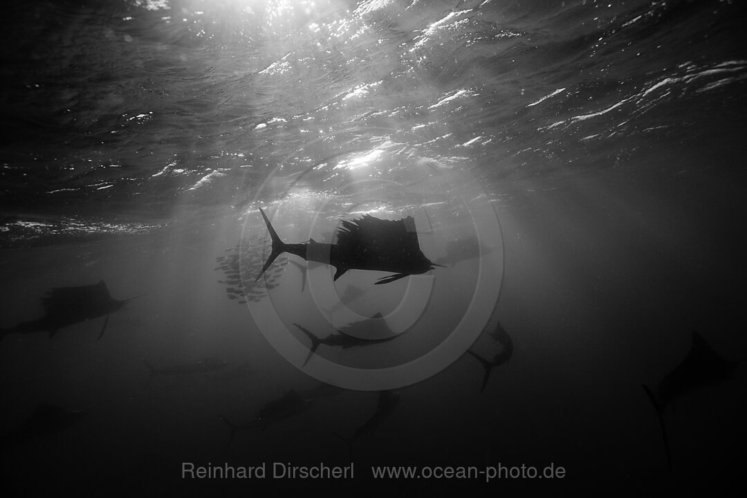 Atlantische Segelfische