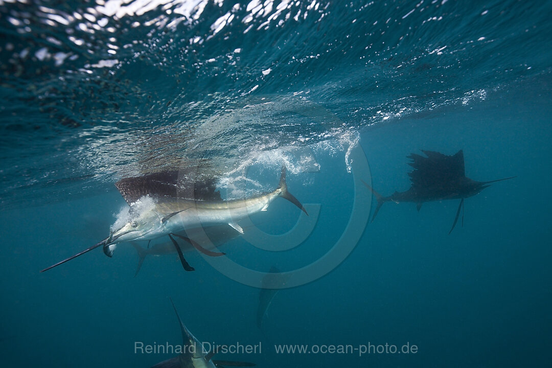 Segelfische jagen Sardinen