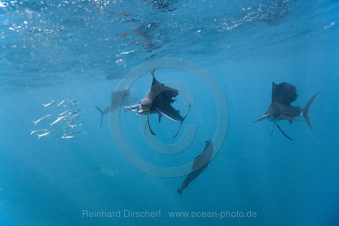 Sailfish hunting Sardines